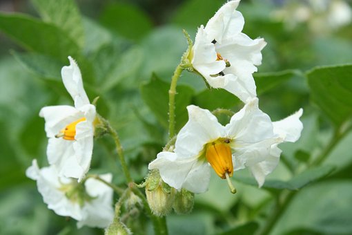 70以上の無料じゃがいもの花 花画像