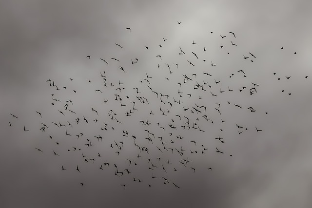 Free Birds Flock photo and picture