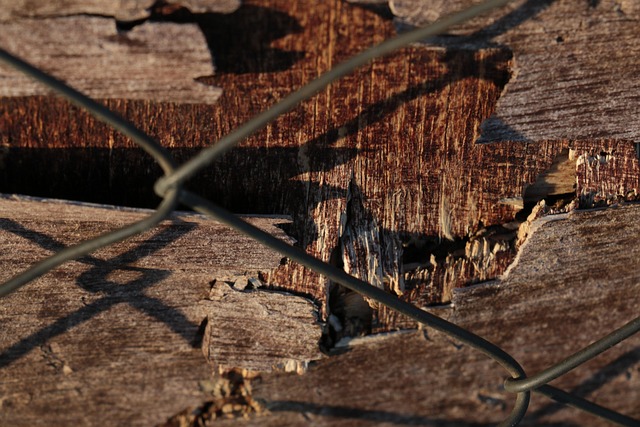 Free Nature Wood photo and picture