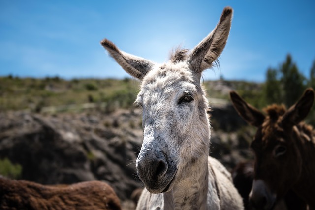 Equus Africanus Asinus, Naturaleza