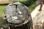 nature, tree log, wood