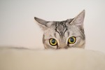 animal, cute, cat