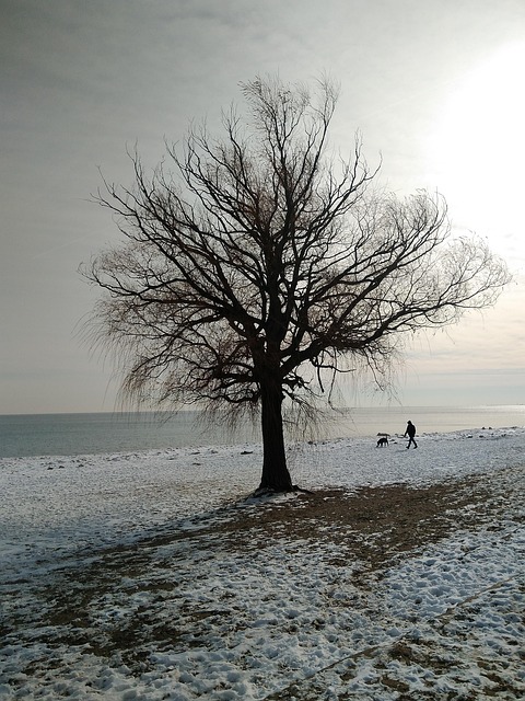 Free Tree Landscape photo and picture