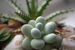 plant, green, thorns