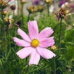 nature, flower, summer