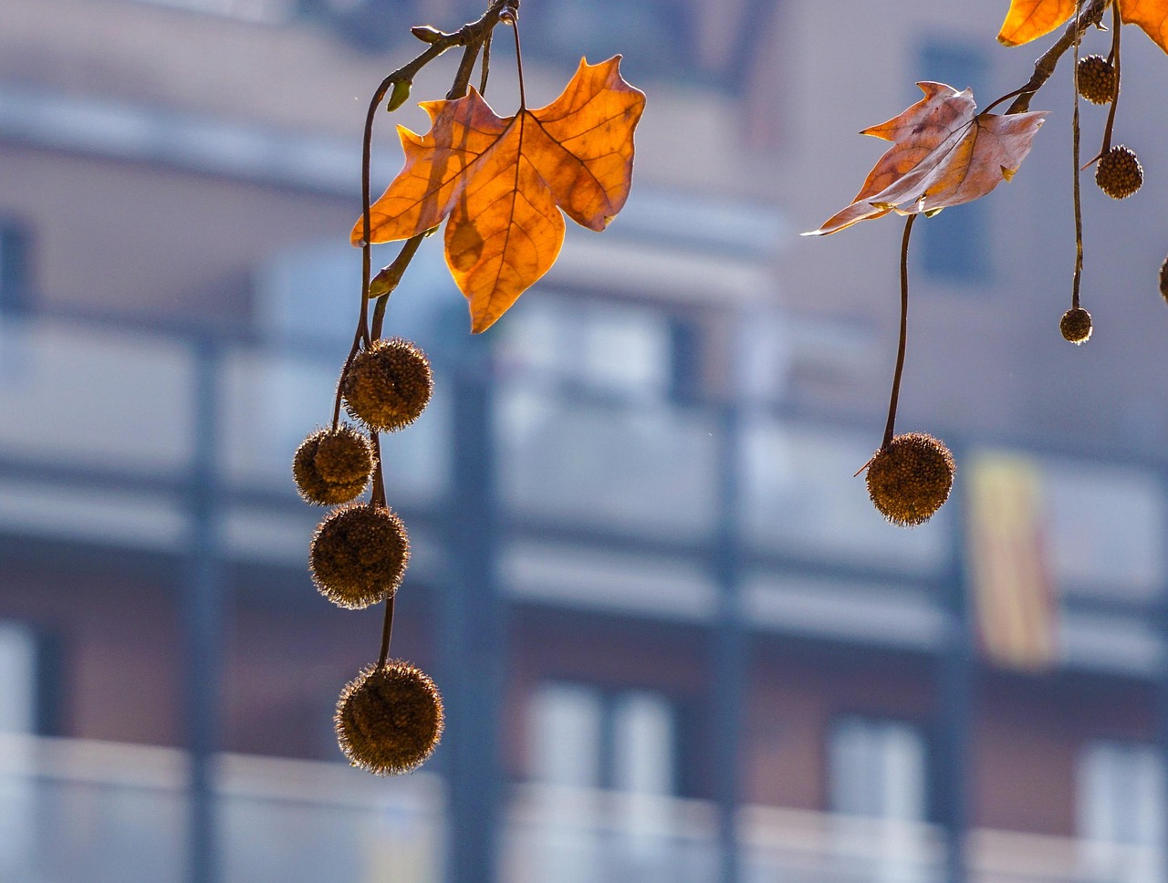 Tree - free online jigsaw puzzle photo