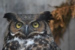 wild life, nature, animalia