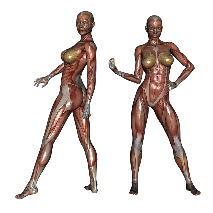 Download Muscle, Muscular, Woman. Royalty-Free Stock Illustration Image