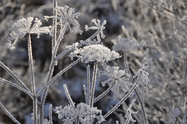 Natur, Pflanze, Blume, Saison, Frost