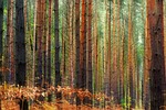wood, tree, nature