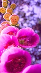digitalis purpurea, flower, nature