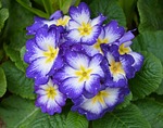 flowers, flower, primrose blue
