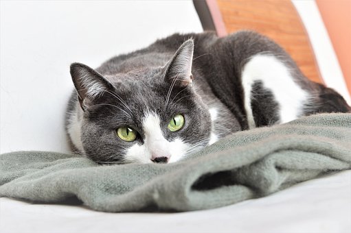 Linda, Animales, Mascota, Cat, Animal