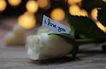 rose, bokeh, love message