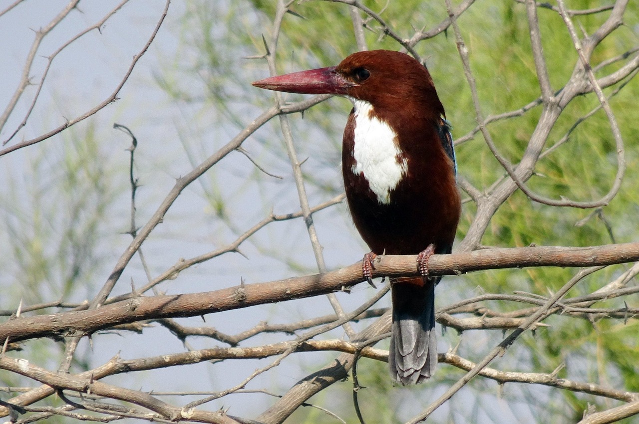 Bird - free online jigsaw puzzle photo
