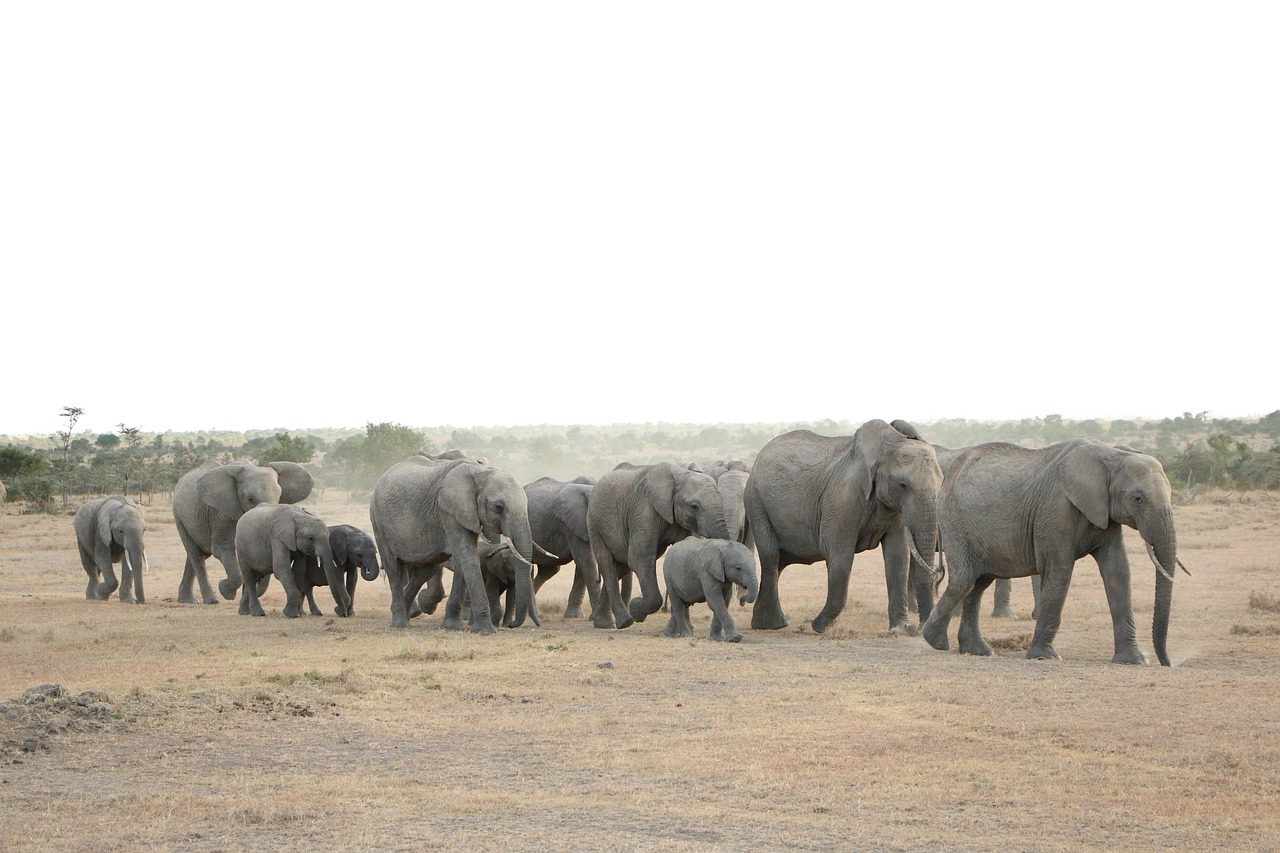 Elephant - free online jigsaw puzzle photo
