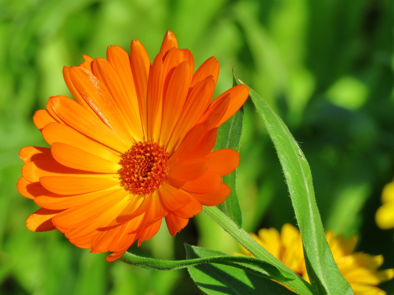 400 000 Free Calendula Flower Calendula Images Pixabay