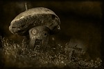 nature, mushroom, moss