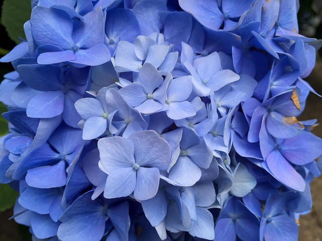 Free Flower Nature photo and picture