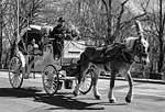 carriage, people, transportation system