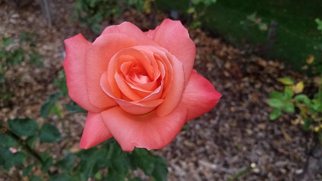 Free Flower Rose Flower photo and picture