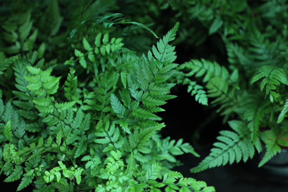 Leaf Fern Flora - Free photo on Pixabay - Pixabay