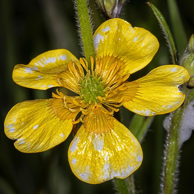 Free Nature Flower photo and picture