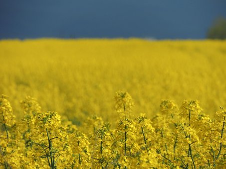 Free Oilseed Rape Beautiful Flowers photo and picture