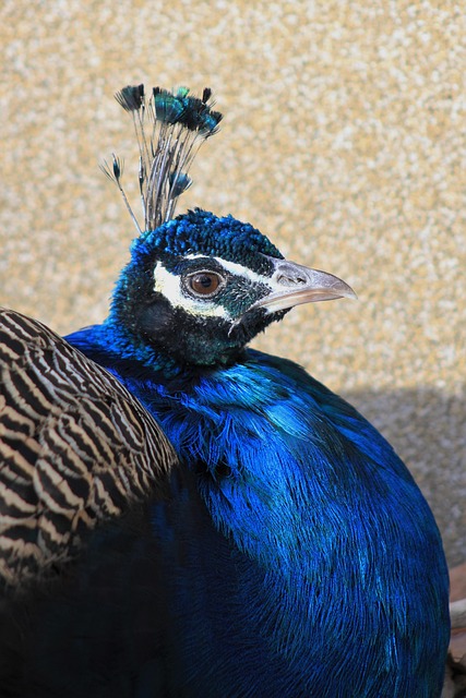 Free Feather Bird photo and picture