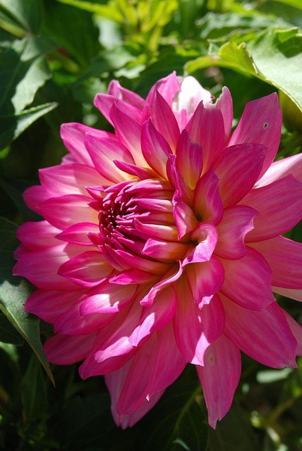Free Flora Nature photo and picture