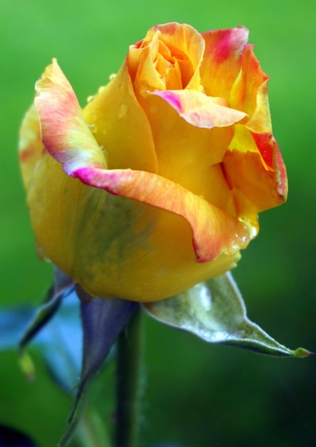 Rose Yellow Flower - Free photo on Pixabay - Pixabay