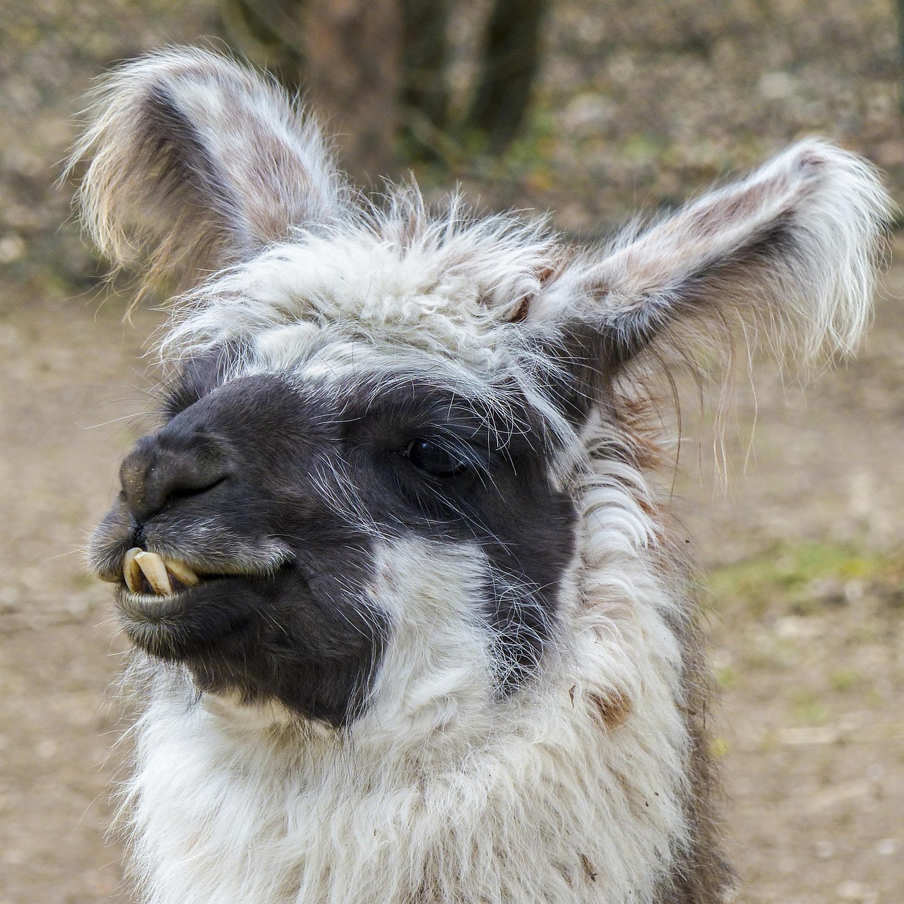 Lama Animal Head Free Photo On Pixabay Pixabay Lama Animal Head Free Photo On Pixabay Pixabay