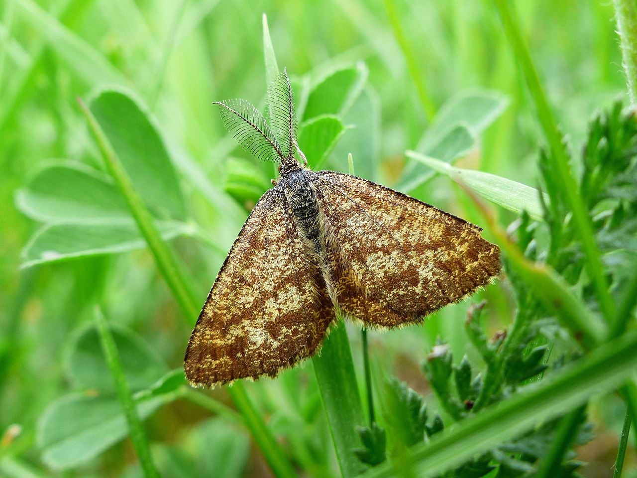 Nature Invertebrates Insect - Free photo on Pixabay