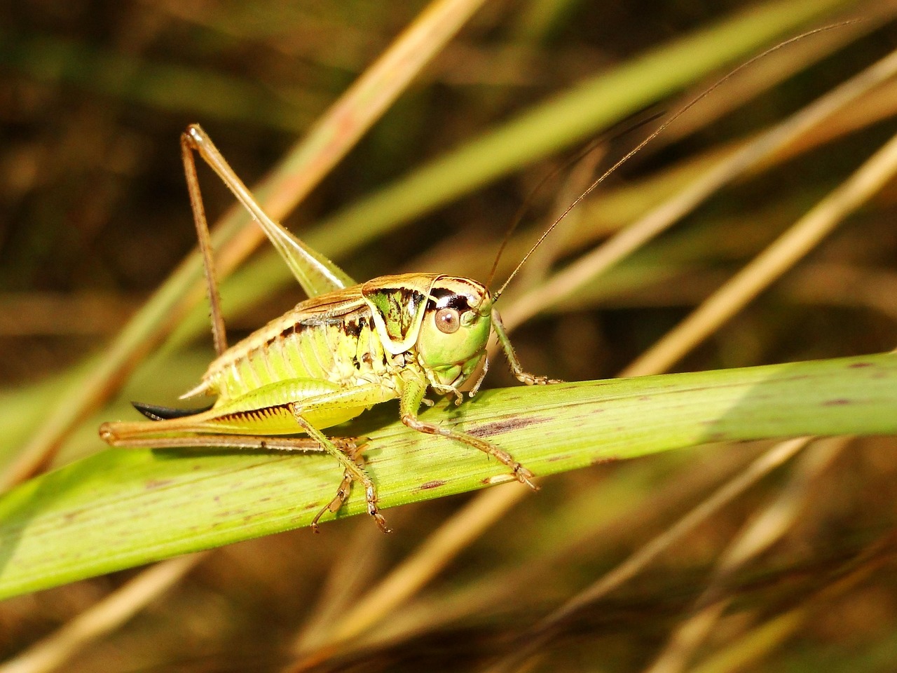 Clean Insect Bilder Nature Insect Animals - Free photo on Pixabay - Pixabay