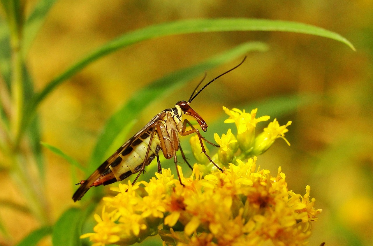 Naturaleza Insecto Fuera De El - Foto gratis en Pixabay - Pixabay
