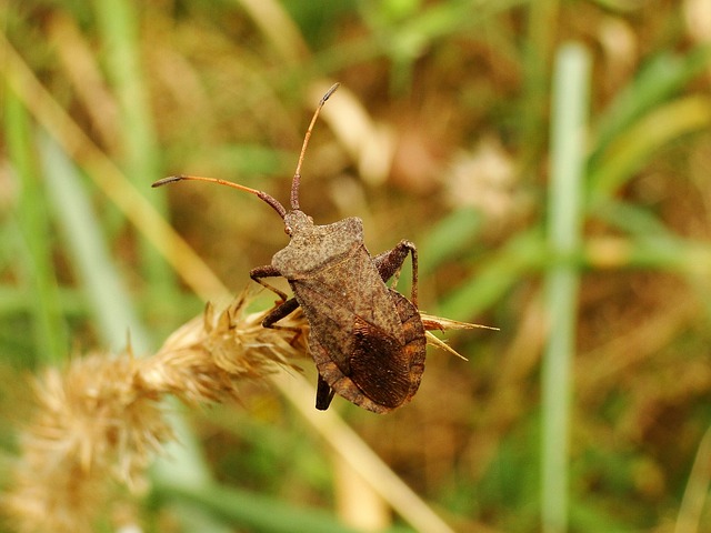Free Nature Insect photo and picture