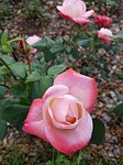 flowers, plants, nature