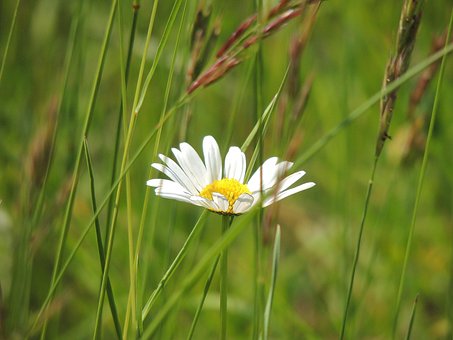 Free Margarétka Flower photo and picture