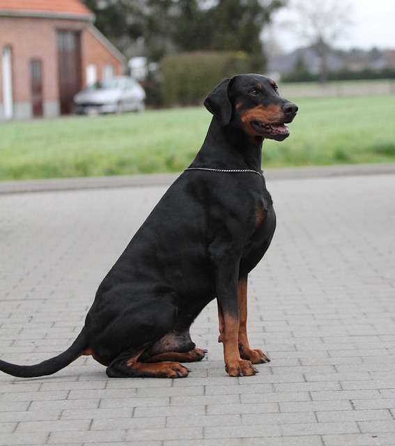 Free Dog Canidae photo and picture
