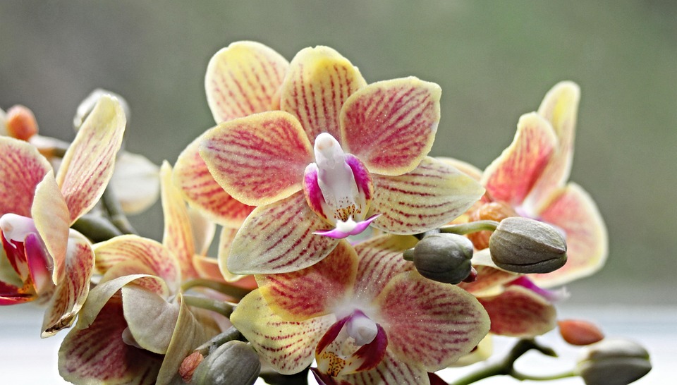兰花 观赏植物 兰科 - Pixabay上的免费照片 - Pixabay
