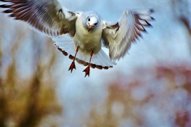 gull, bird, white, water bird, flight, sea bird, in flight, flying, nature, attack