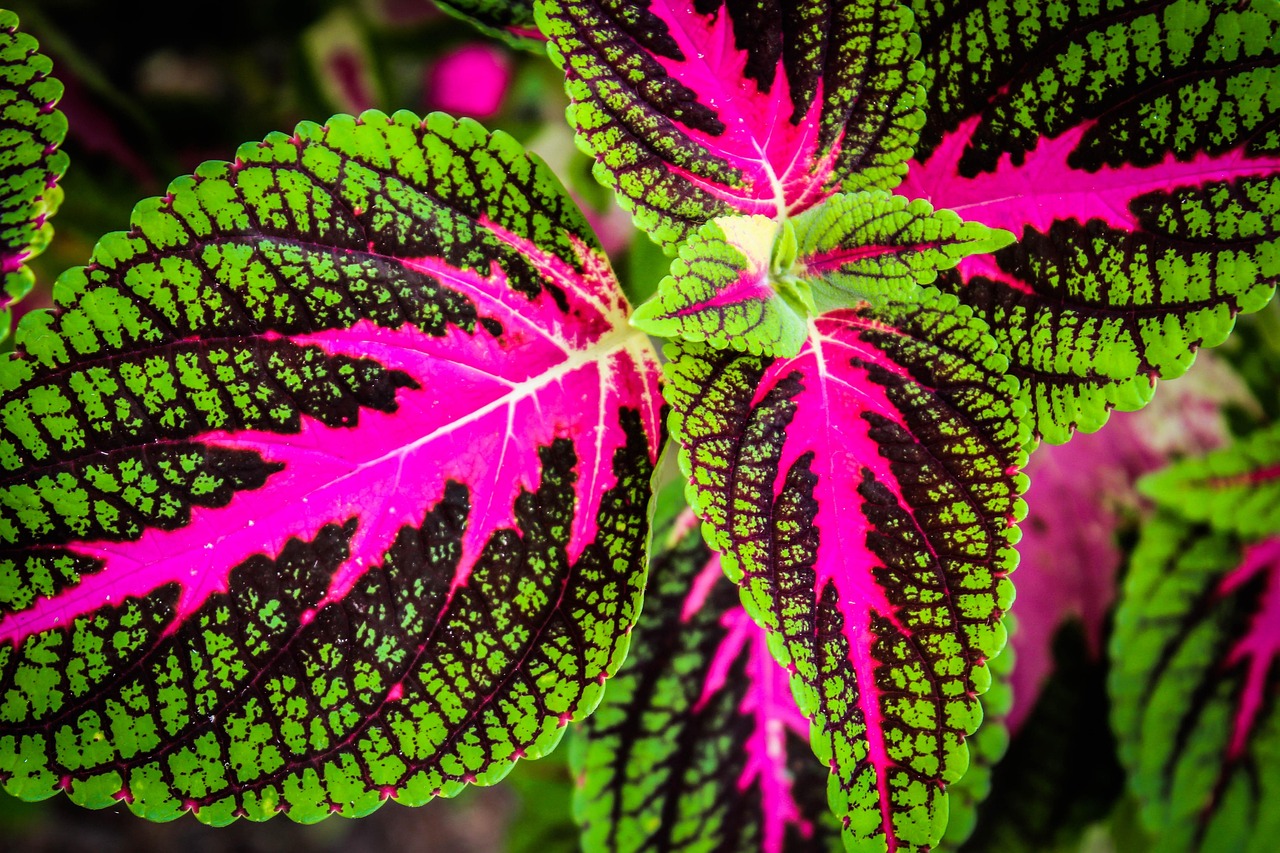Non Coloured 30,000+ Free No Colour & Nature Images - Pixabay