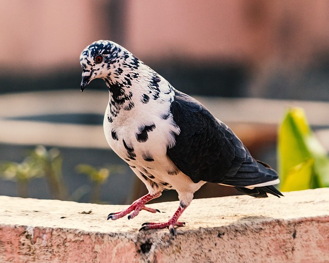 Free Bird Animal photo and picture
