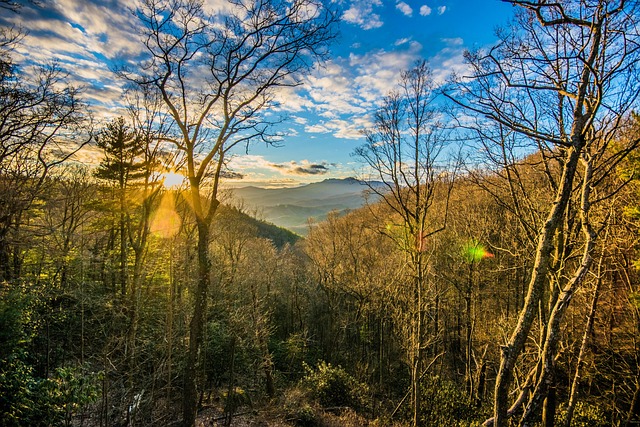 Free Nature Tree photo and picture