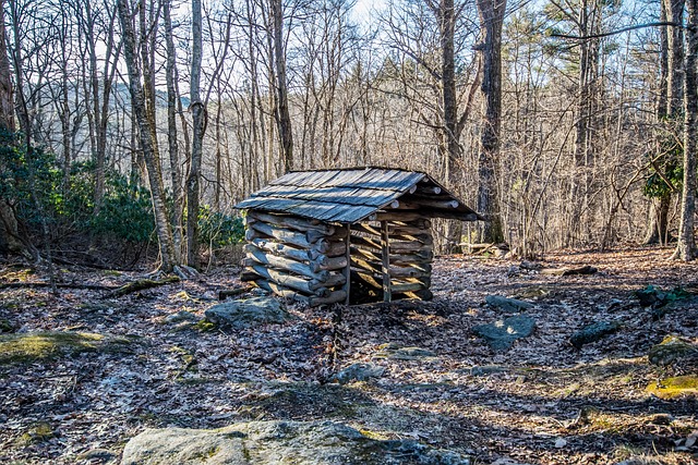 Free Wood Nature photo and picture