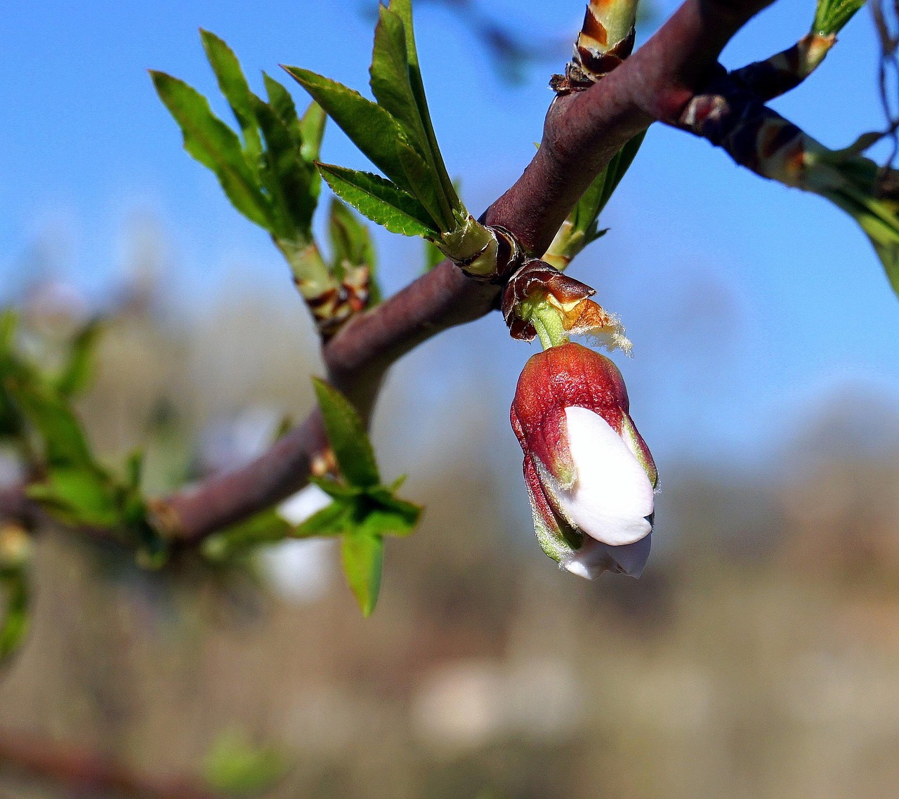 Almond Tree Outbreak Flower Free photo on Pixabay Pixabay