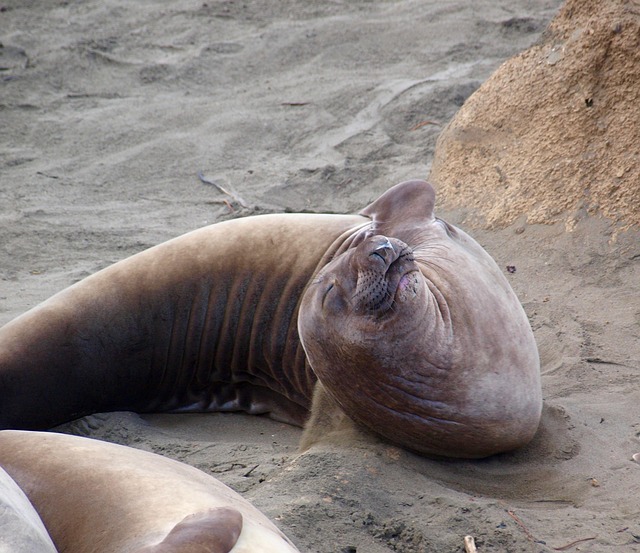 Free Elephant Seal Mammal photo and picture