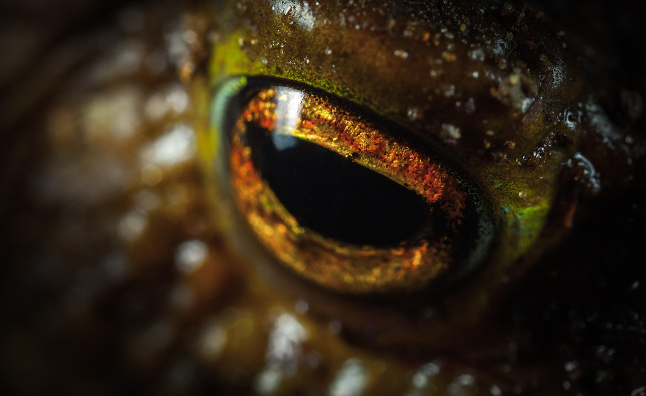 Macro - free online jigsaw puzzle photo
