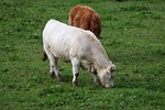 agro-industry, mammal, livestock