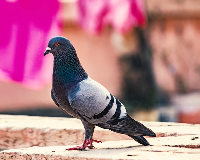 Free Bird Animal photo and picture